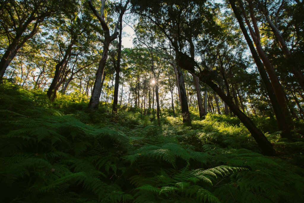 Support the endangered Koala