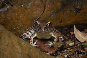 Giant Barred Frog