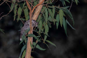 Sugar Glider (Petaurus breviceps)