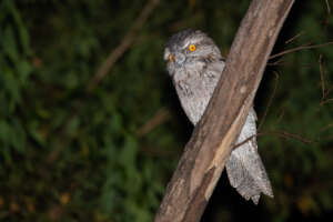 Tawny Frogmouth (Podargus strigoides)