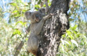Support the endangered Koala