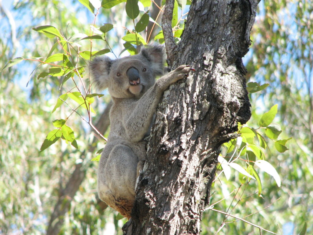 Support the endangered Koala