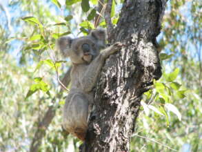 Support the endangered Koala