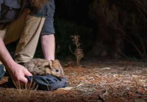 A Brush-tailed Bettong (Bettongia penicillata)