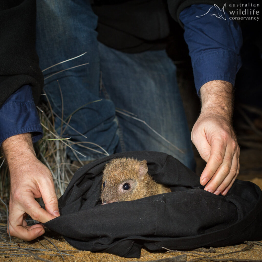 Support wildlife translocations across Australia