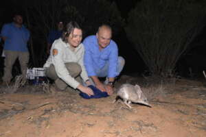 Greater bilby being released