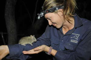 Stick-nest rat at Mount Gibson