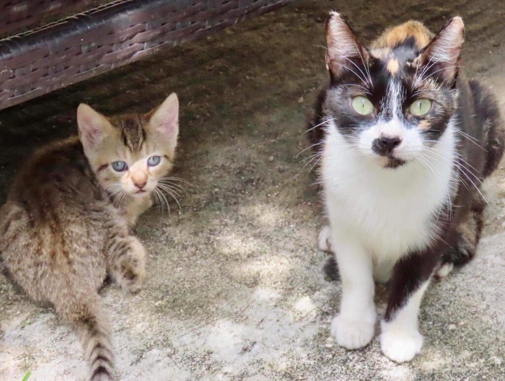 Help Spay & Neuter the Potcakes of South Andros