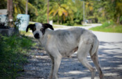 Help Spay & Neuter the Potcakes of South Andros