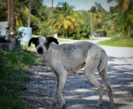 Help Spay & Neuter the Potcakes of South Andros