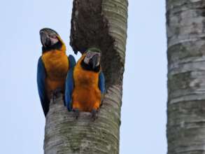 Blue-and-yellow macaws in Suriname