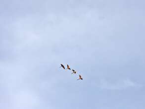 Flying wild blue-and-yellow macaws in Suriname