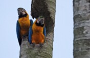 Indigenous Parrot Conservation in Suriname