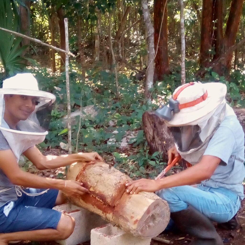 Melipona Beecheii Conservation