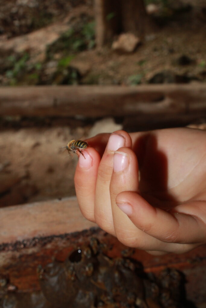 Melipona Beecheii Conservation