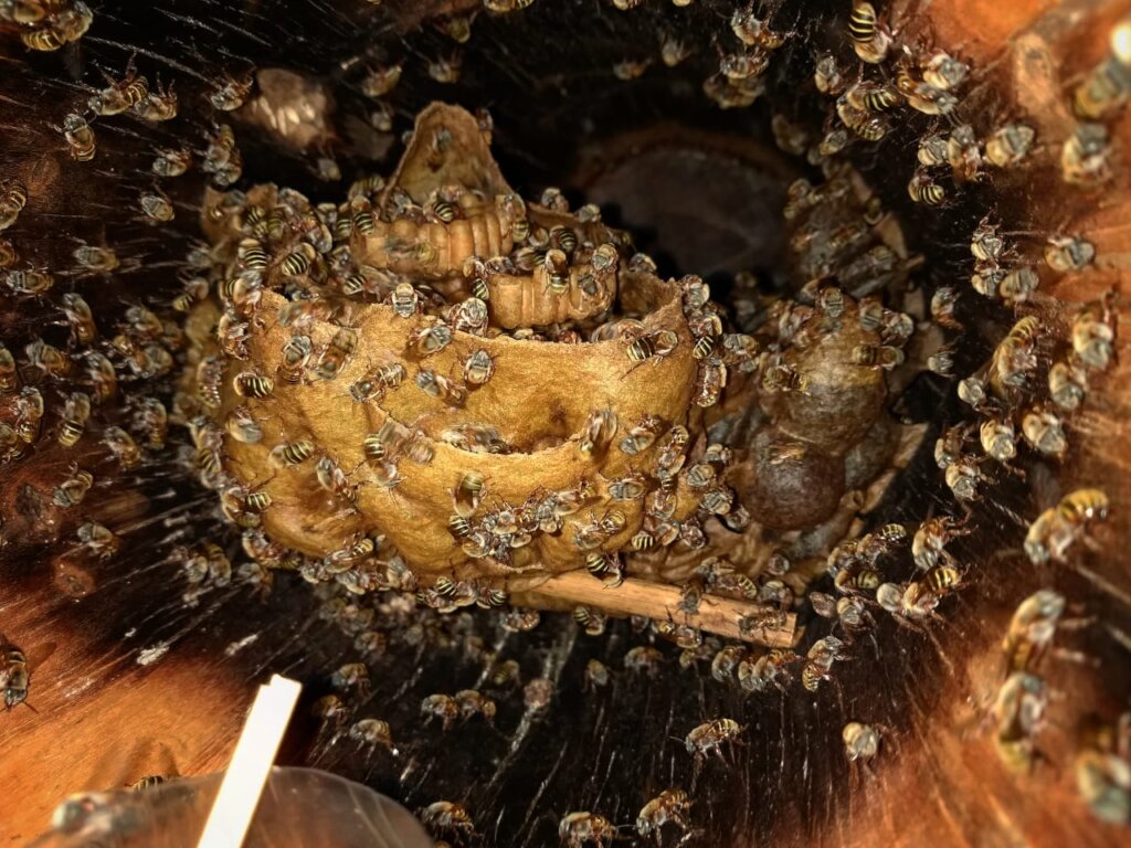Melipona Beecheii Conservation