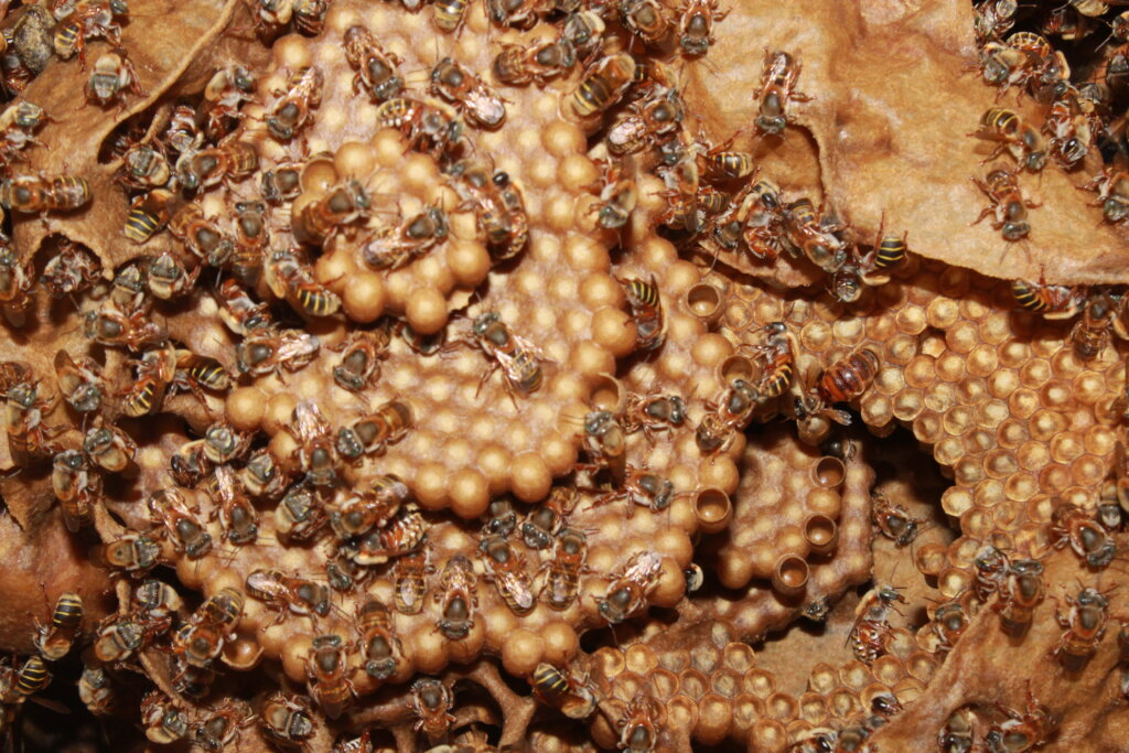 Melipona Beecheii Conservation