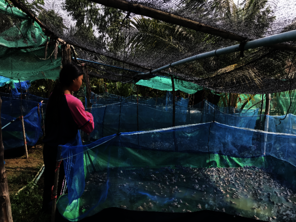 Thida with the frogs