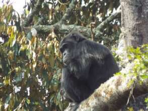 Chimp in Gishwati-Mukura National park