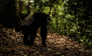 Chimpanzee at Gishwati-Mukura National Park