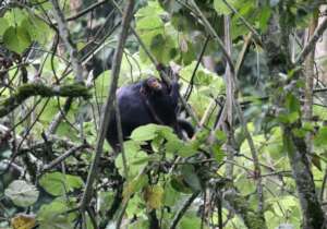 Eastern chimpanzee