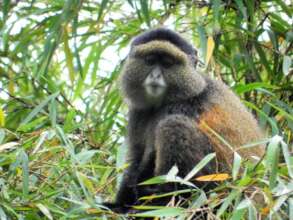 Golden Monkey in GMNP