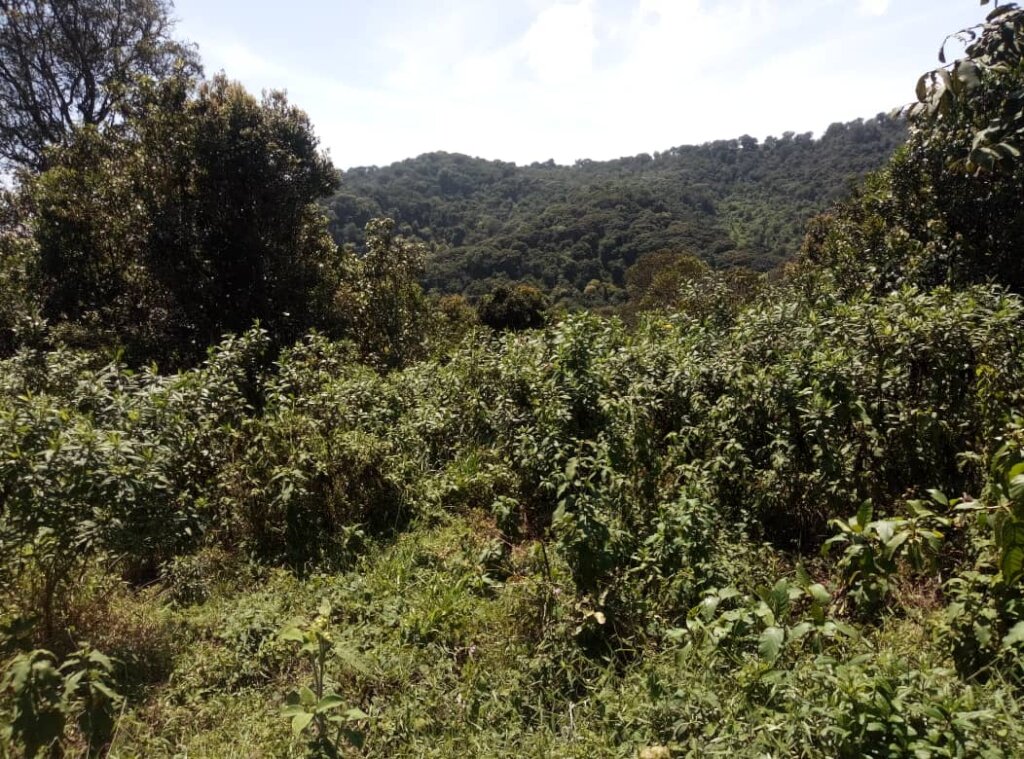 School Gardens to Save Eastern Chimpanzee