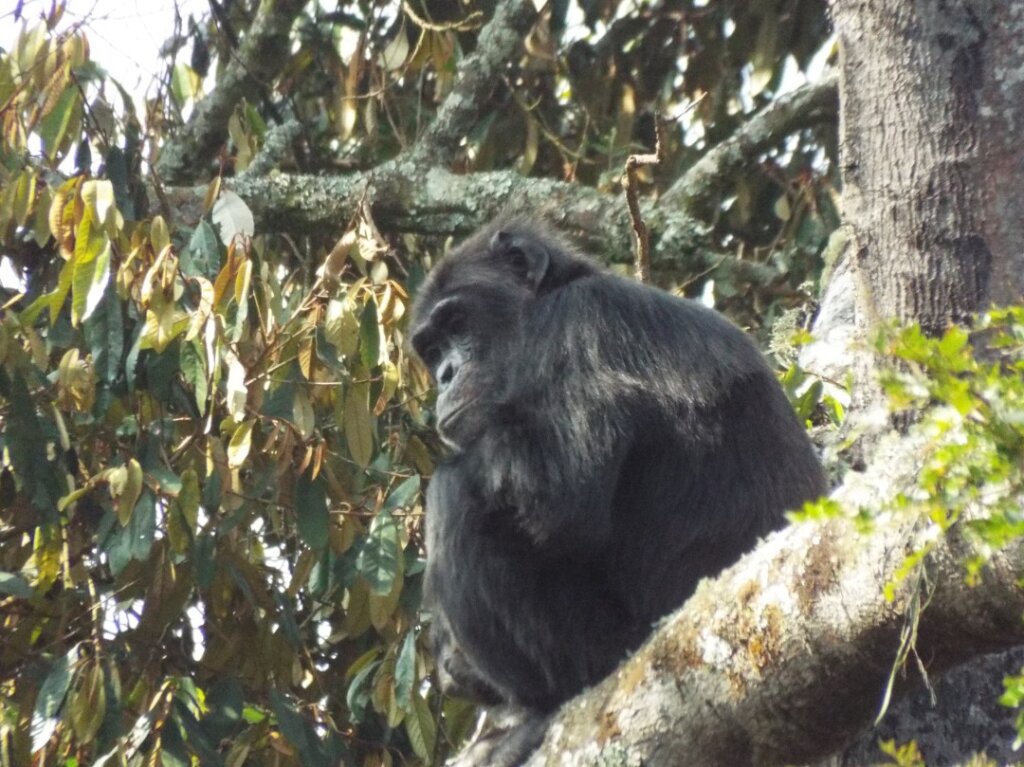 School Gardens to Save Eastern Chimpanzee