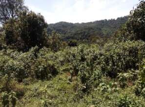 Mukura forest part of the Gishwati-Mukura NP