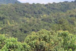 Mukura forest part of the Gishwati-Mukura NP