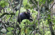 School Gardens to Save Eastern Chimpanzee