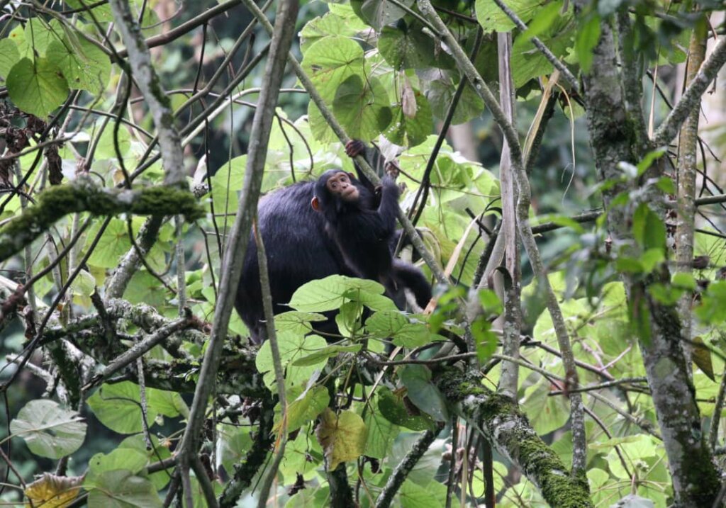 School Gardens to Save Eastern Chimpanzee