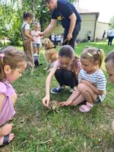 Animal therapy with a psychologist