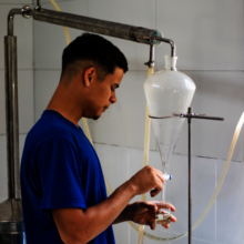 The plants being transformed into an essential oil