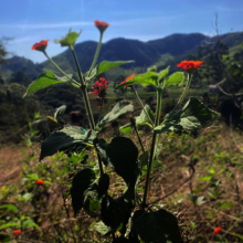 The medicinal plant called 'Cambara'
