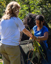 The students harvesting some plants