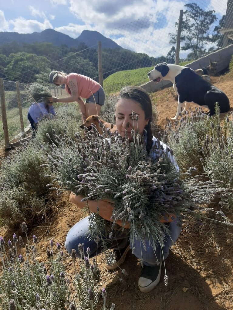 Reviving Traditional Uses of Forest Plants