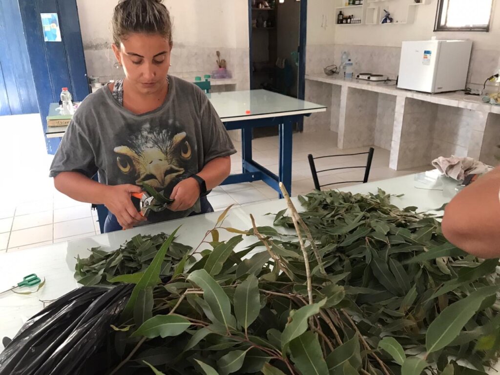 Reviving Traditional Uses of Forest Plants