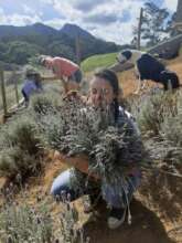 Harvesting lavender