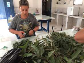 Working with plants