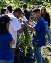 Harvesting the medicional plants