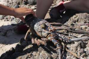 Learning about marine life