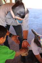 Professor Marco M. teaching fish anatomy