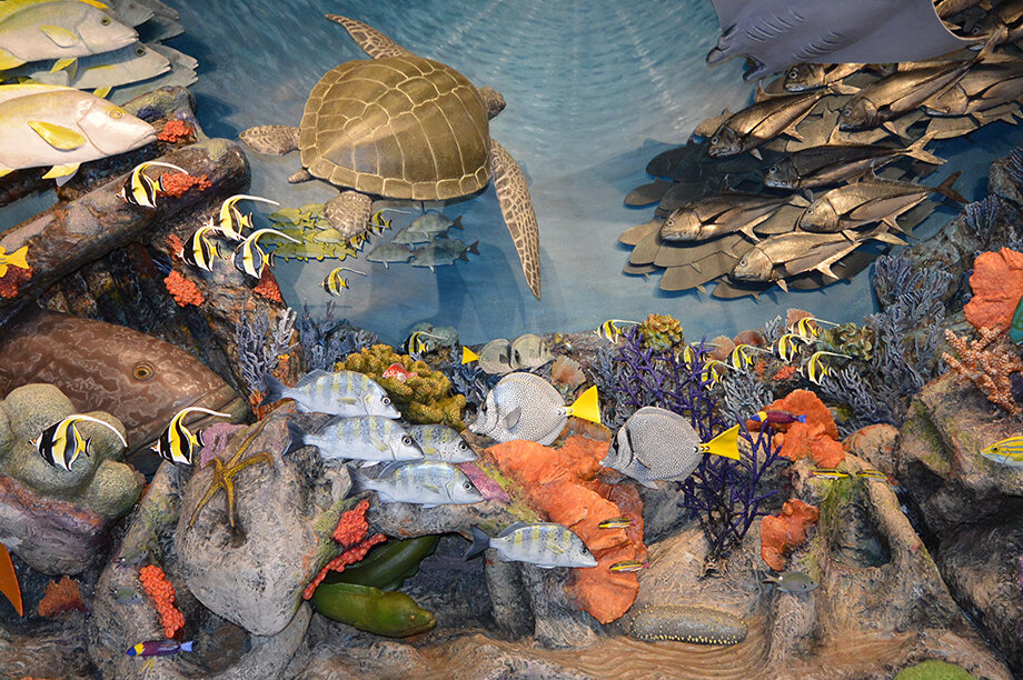 Help CAV Cabo Pulmo keeps its services!