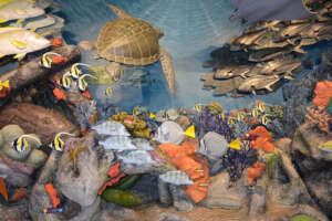 Marine wildlife exhibition