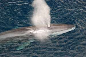 Endangered Fin Whale