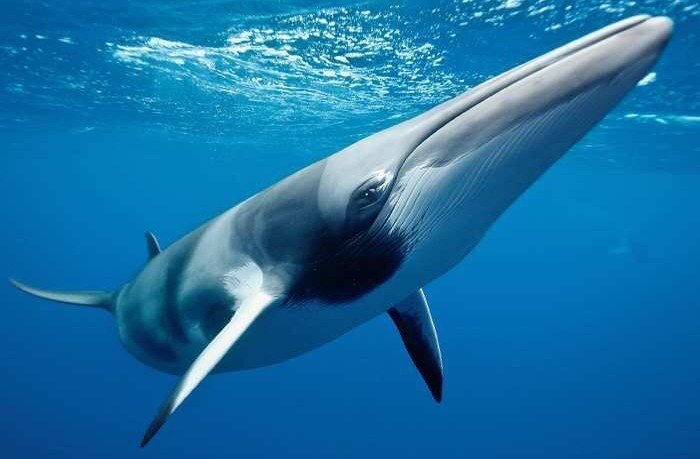 Curious Minke Whale