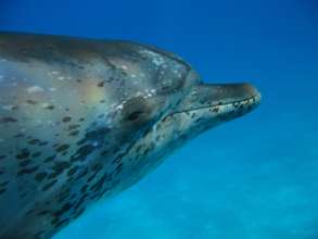 Curious Dolphin