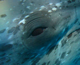 Look into this dolphin's eye & help us save them!