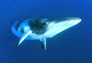 Endangered Fin Whale